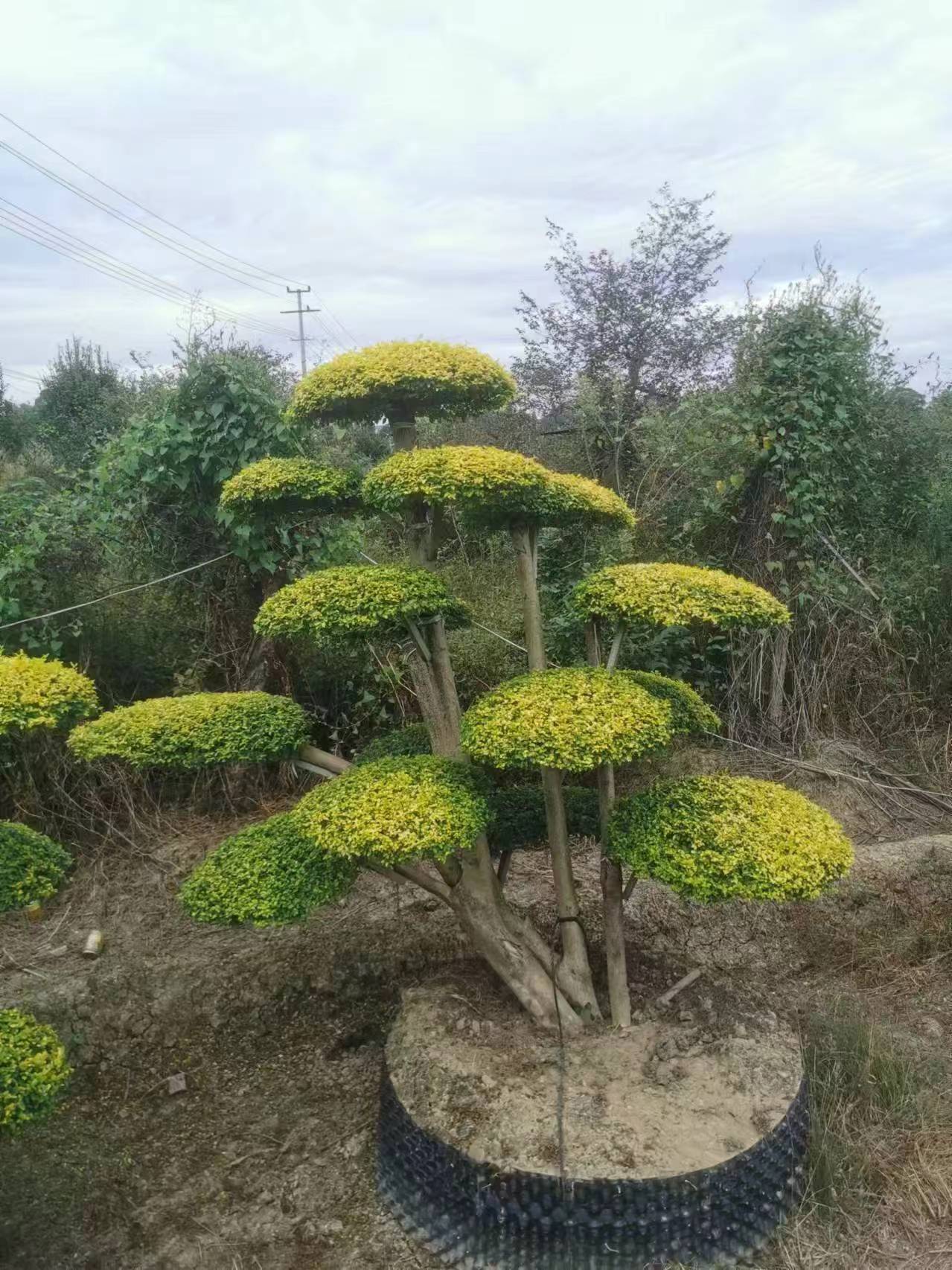 Ů